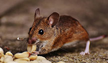 24 Hour & Emergency Exterminators in Greenfield, MA